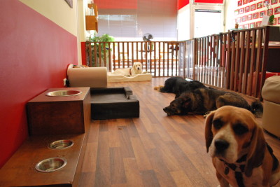 Hundetagesstätte & Rezeption Berlin Wilmersdorf