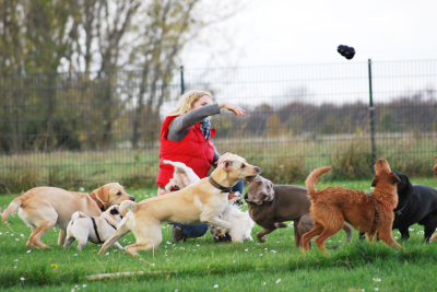 Hundeauslaufgelände